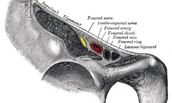 About Your Femoral Artery